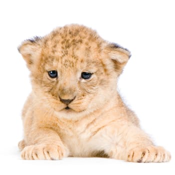 Lion Cub  (3 weeks) lying down in front of a white background. All my pictures are taken in a photo studio.