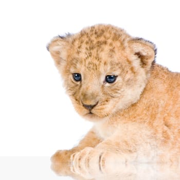 Lion Cub  (3 weeks) lying down in front of a white background. All my pictures are taken in a photo studio.