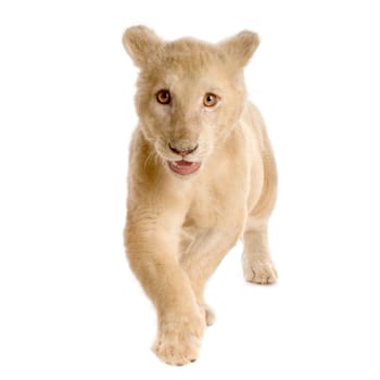 studio shot of a white Lion Cub  (5 months) in front of a white background.