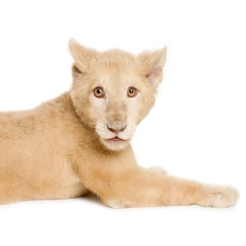 studio shot of a white Lion Cub  (5 months) in front of a white background.
