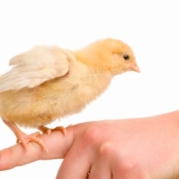 chick in front of a white background