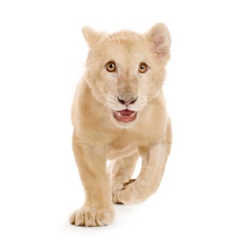 studio shot of a white Lion Cub  (5 months) in front of a white background.