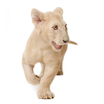 studio shot of a white Lion Cub  (5 months) in front of a white background.