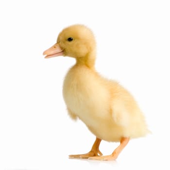Duckling in front of a white background