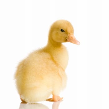 Duckling in front of a white background