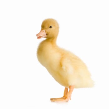 Duckling in front of a white background