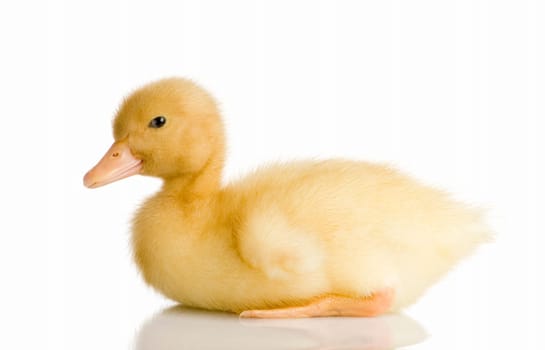 Duckling in front of a white background