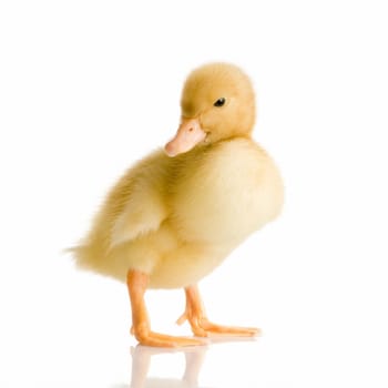 Duckling in front of a white background