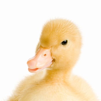 Duckling in front of a white background