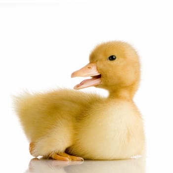 Duckling in front of a white background