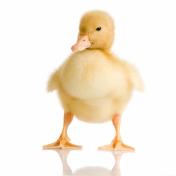 Duckling in front of a white background