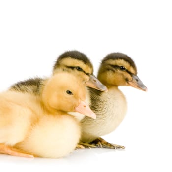 Duckling in front of a white background
