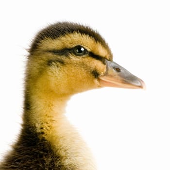 Duckling in front of a white background