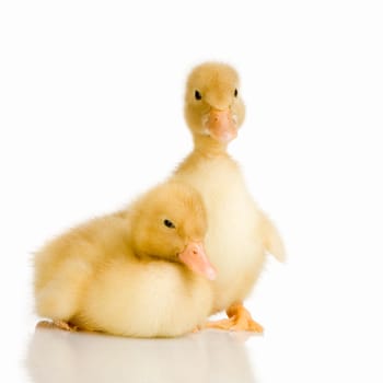 Duckling in front of a white background