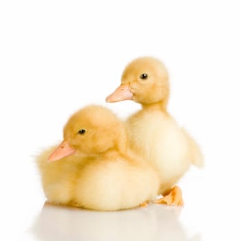 Duckling in front of a white background