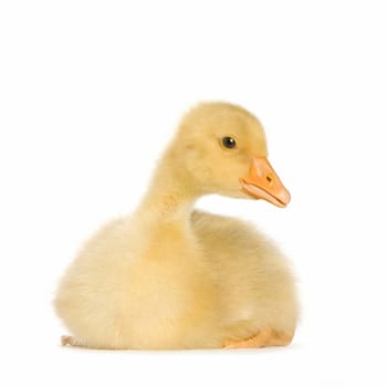 Gosling in front of a white background