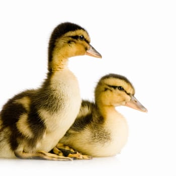 Duckling in front of a white background