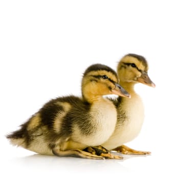 Duckling in front of a white background