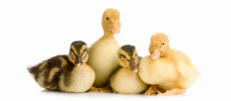 Duckling in front of a white background