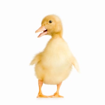 Duckling in front of a white background