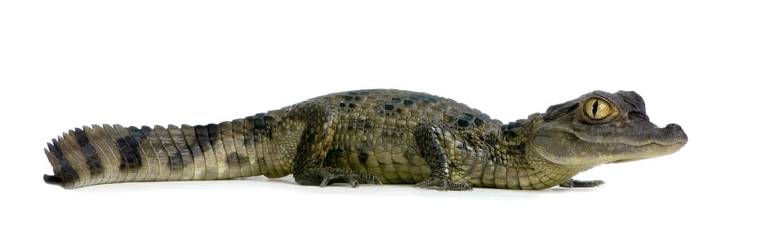 young Spectacled Caiman devant un fond blanc