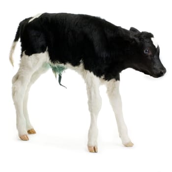 calf in front of a white background