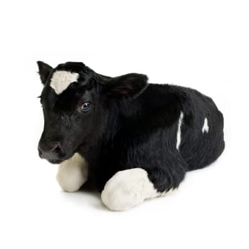 calf in front of a white background