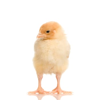 chick in front of a white background