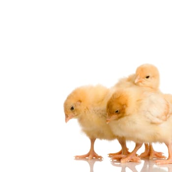Scared group of chicks in front of a white background