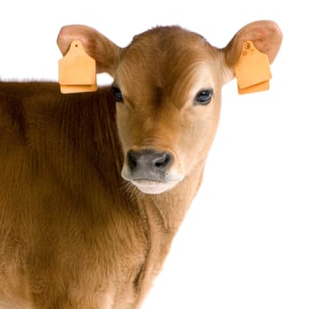 Jersiaise calf in front of a white background