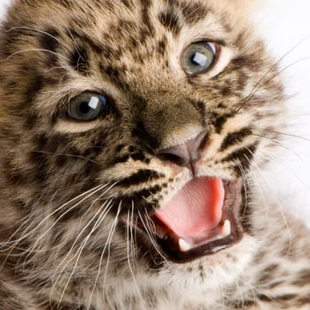 leopard Cub (2 months) in front of a white background.