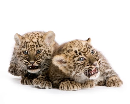 leopard Cub (2 months) in front of a white background.