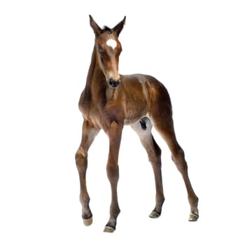 Foal (12 days) in front of a white background