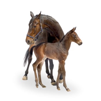 Shot of a Mare with her Foal (12 days) in front of a white background