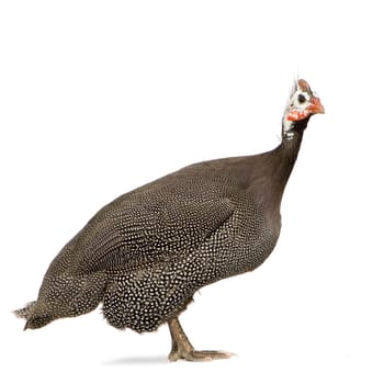 Gosling in front of a white background