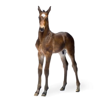 Foal (12 days) in front of a white background