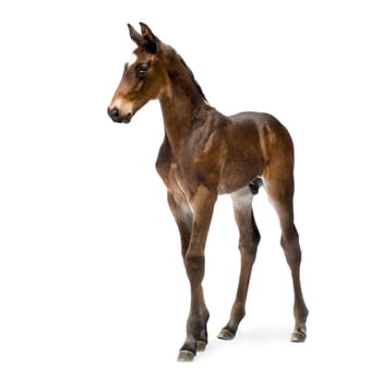 Foal (12 days) in front of a white background