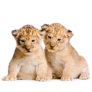 two Lion Cubs  (3 weeks) in front of a white background. All my pictures are taken in a photo studio.