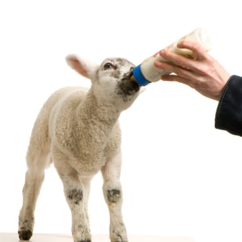 Lamb standing up, isolated on a white background