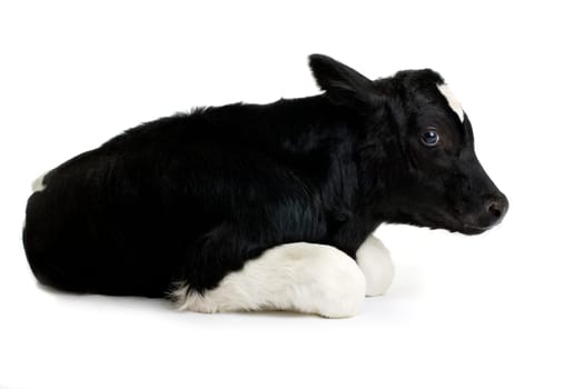 calf in front of a white background
