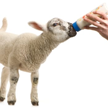Lamb standing up, isolated on a white background