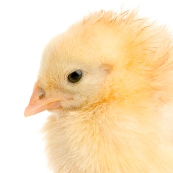 close-up on a chick in front of a white background