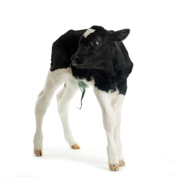 calf in front of a white background