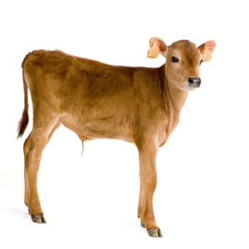 Jersiaise calf in front of a white background