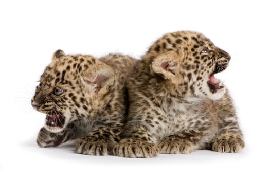 leopard Cub (2 months) in front of a white background.