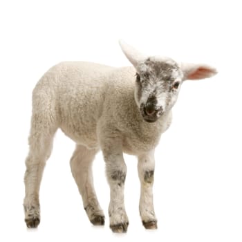 Lamb standing up, isolated on a white background