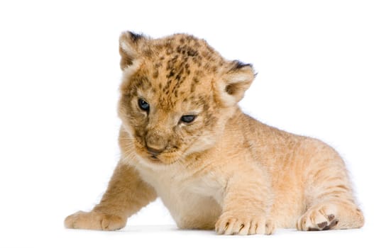 Lion Cub  (3 weeks) lying down in front of a white background. All my pictures are taken in a photo studio.