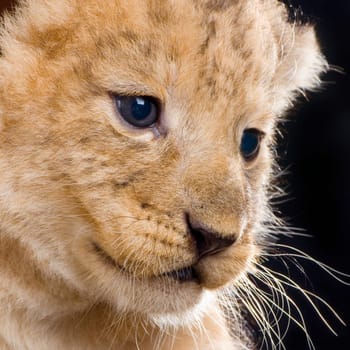 Lion Cub in front of a black background. All my pictures are taken in a photo studio.