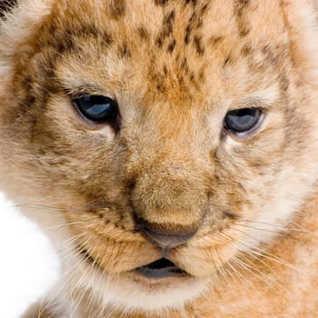 close-up on a Lion Cub (3 weeks) in front of a white background. All my pictures are taken in a photo studio.
