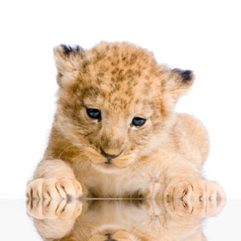 Lion Cub lying down in front of a white background. All my pictures are taken in a photo studio.